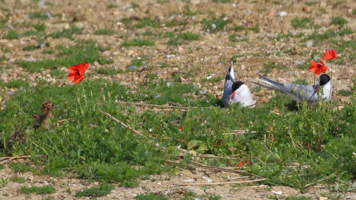 Common Tern - ML620061315