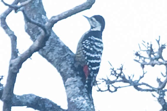 Stripe-breasted Woodpecker - ML620061321