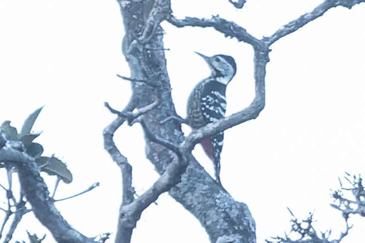 Stripe-breasted Woodpecker - ML620061322
