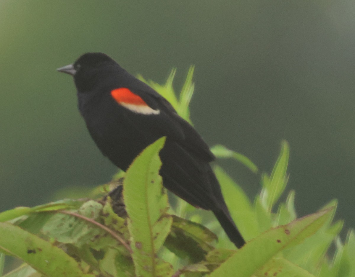 Red-winged Blackbird - ML620061330