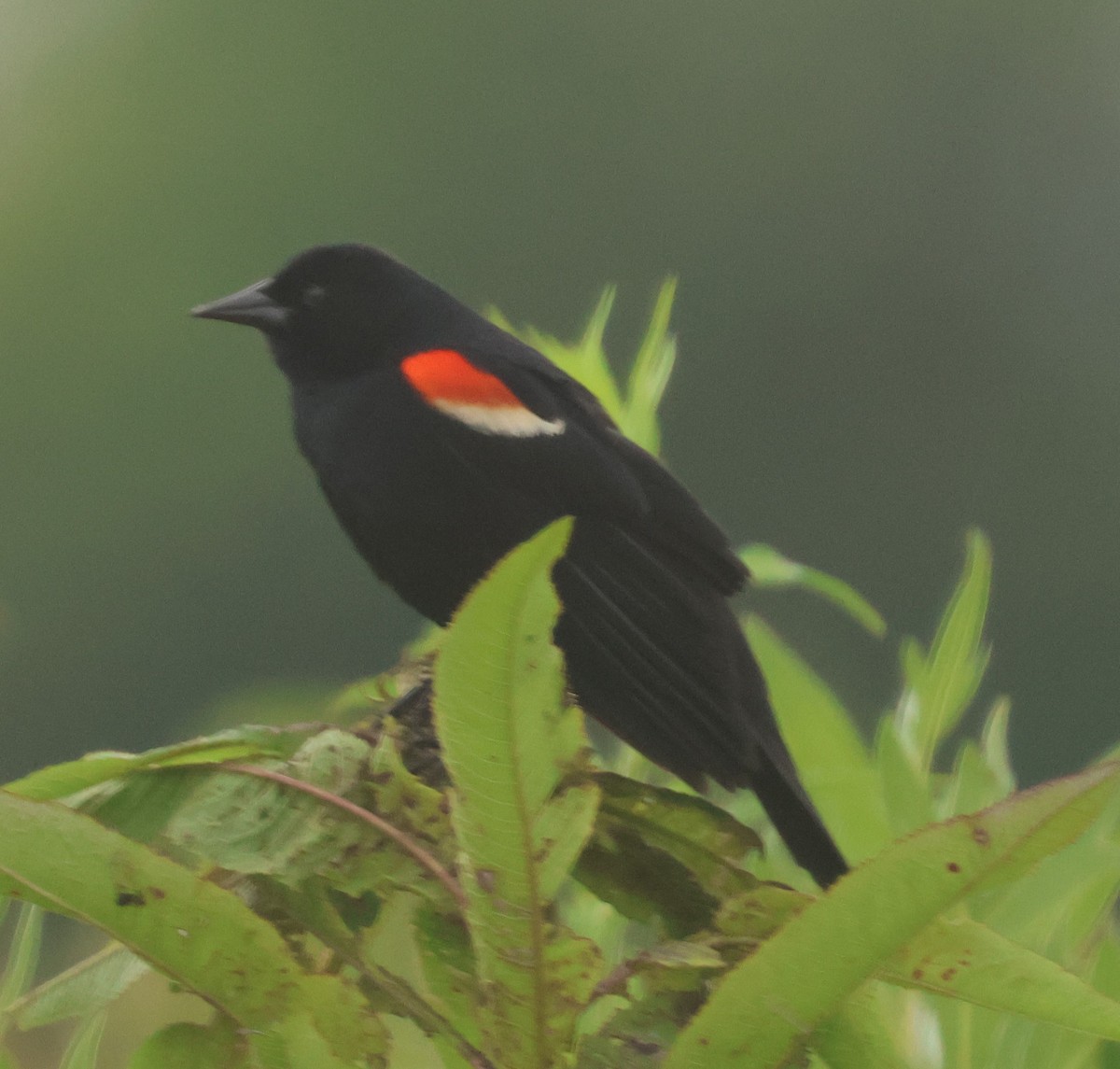 Red-winged Blackbird - ML620061331