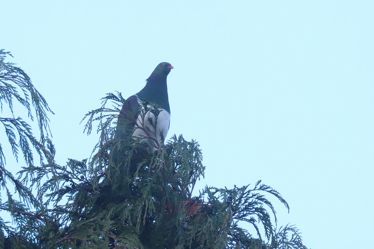 New Zealand Pigeon - ML620061337