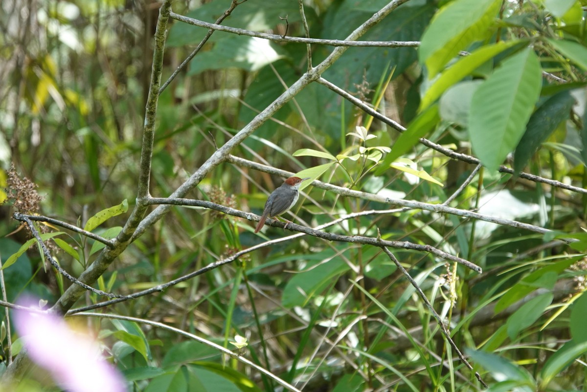 Rufous-tailed Tailorbird - ML620061356
