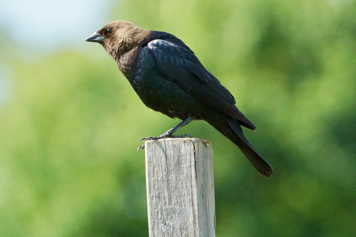 Brown-headed Cowbird - ML620061363