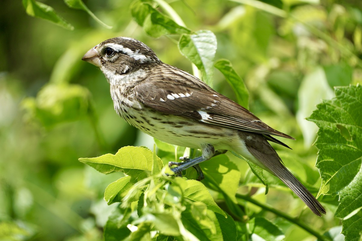 Rose-breasted Grosbeak - ML620061370