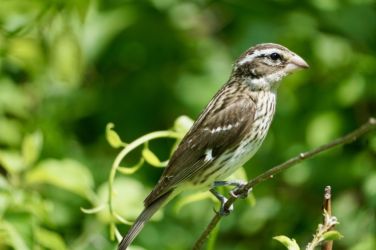 Rose-breasted Grosbeak - ML620061371