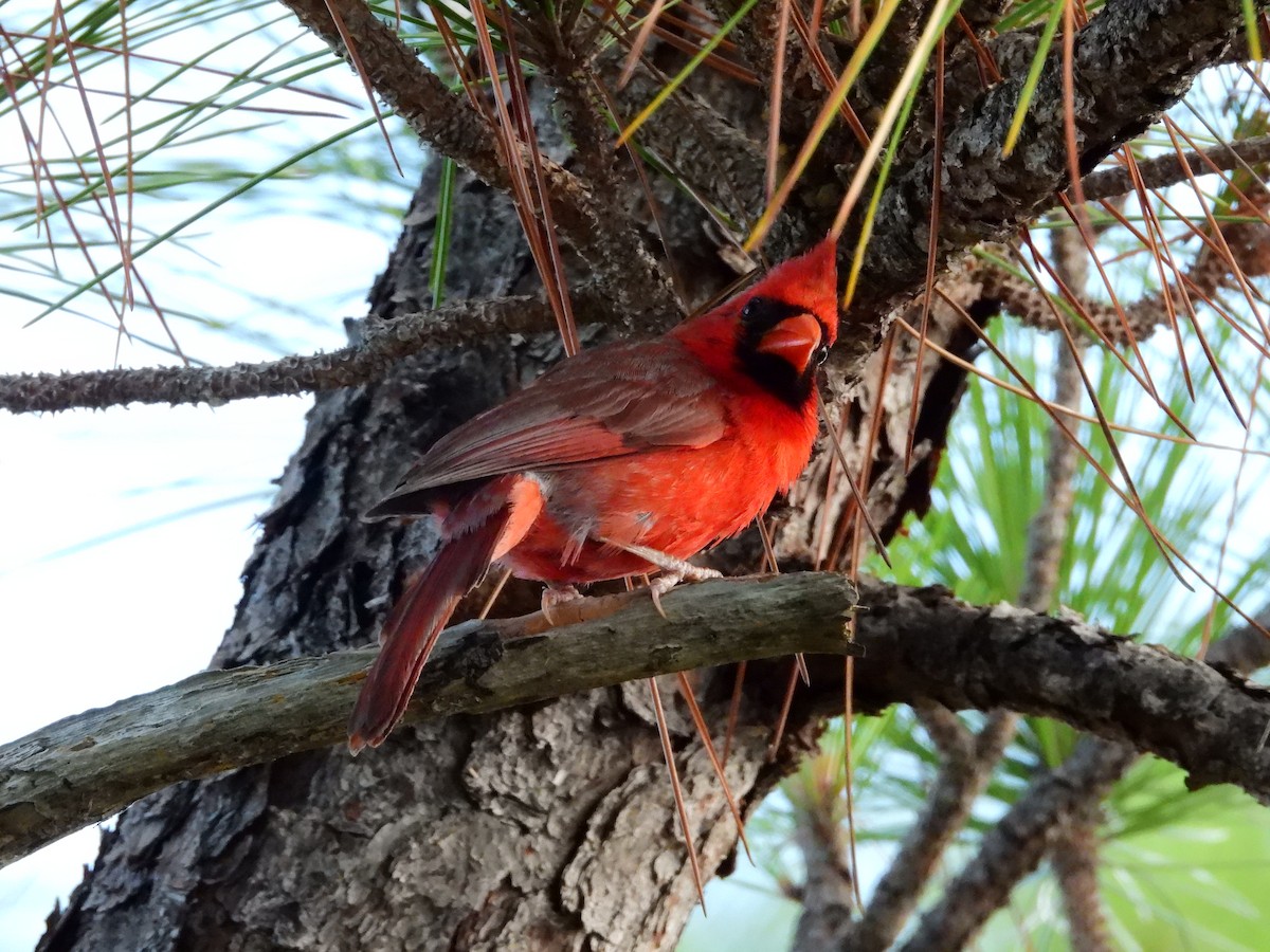 Красный кардинал [группа cardinalis] - ML620061374