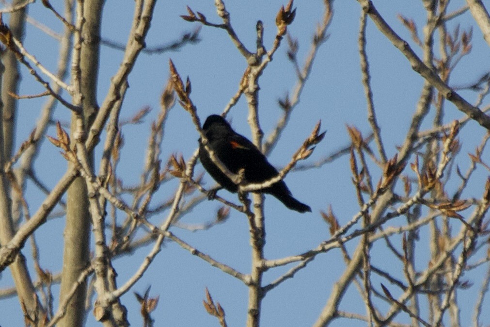 Red-winged Blackbird - ML620061384