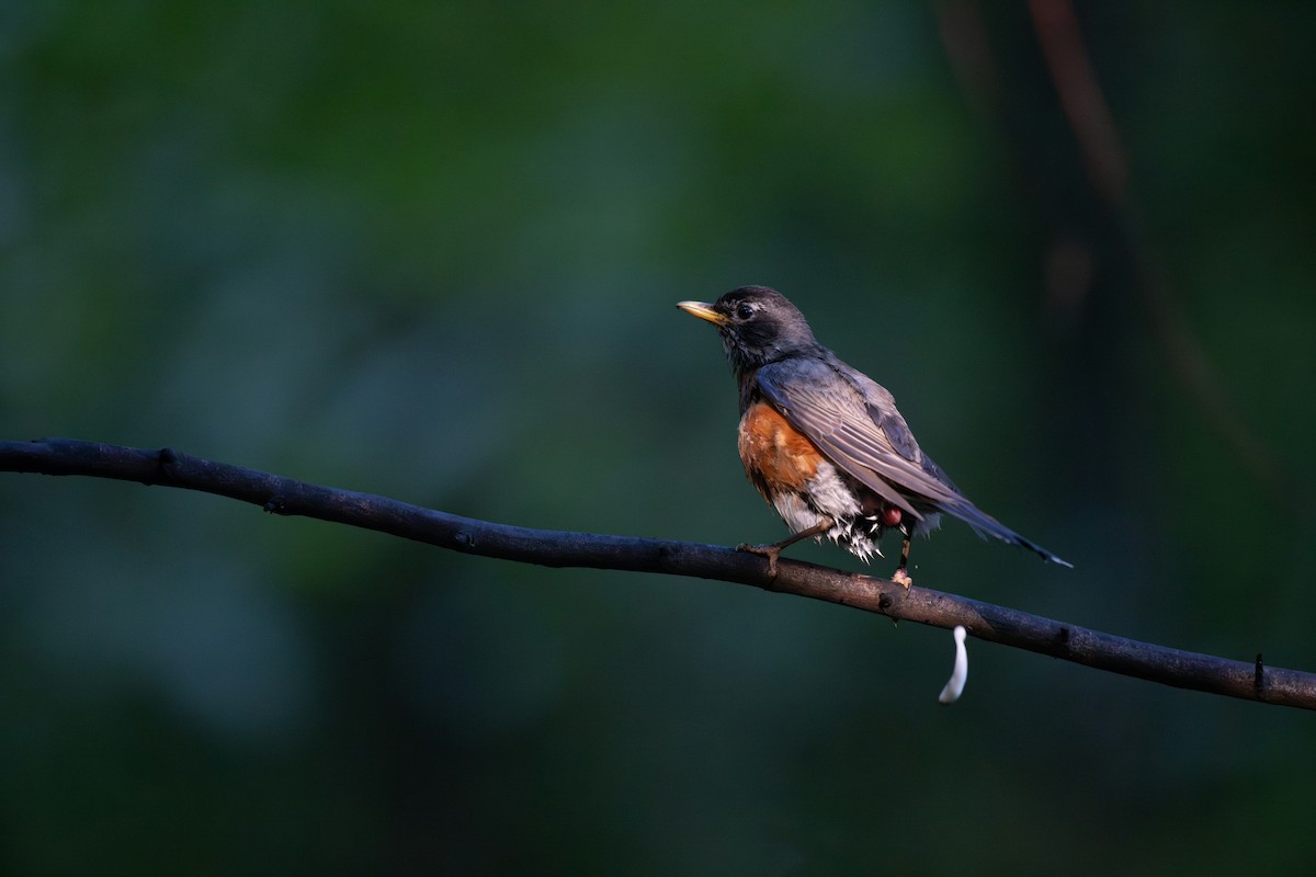 American Robin - ML620061388