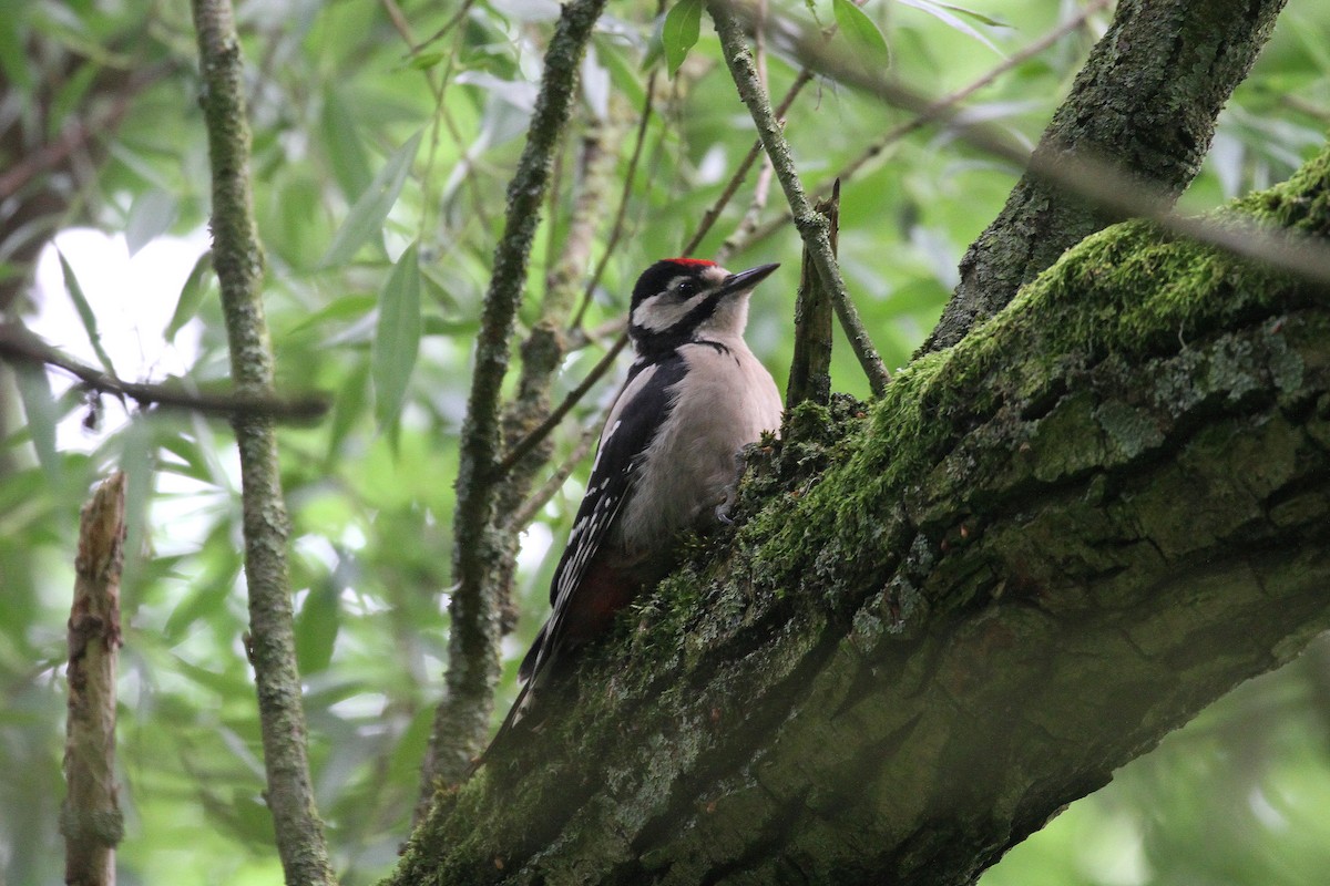 Great Spotted Woodpecker - ML620061390