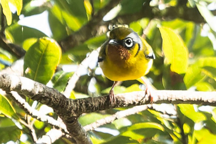 Black-eared Shrike-Babbler - ML620061396