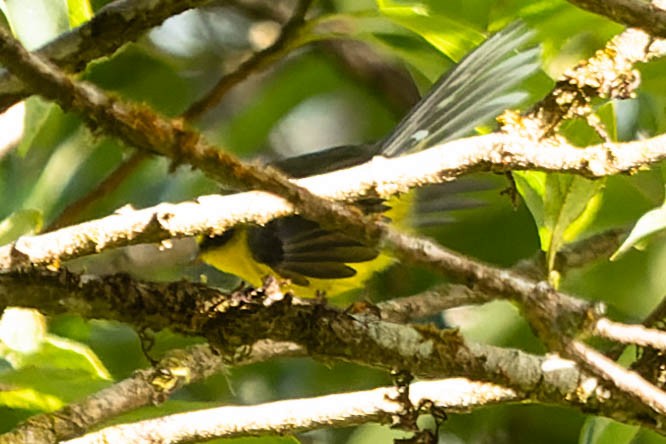 Yellow-bellied Fairy-Fantail - ML620061400