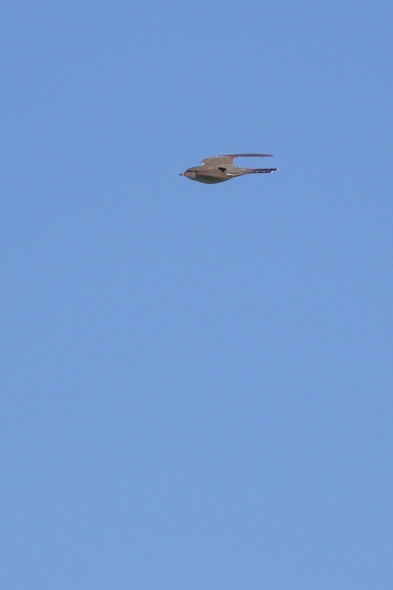 Common Cuckoo - ML620061404
