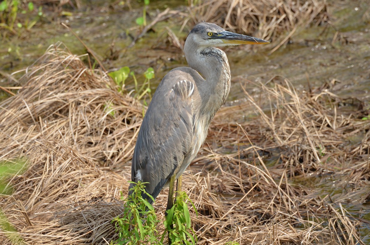 Garza Azulada - ML620061414