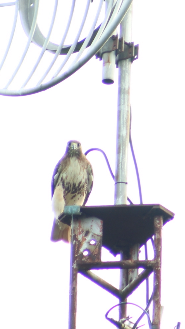 Red-tailed Hawk - ML620061426