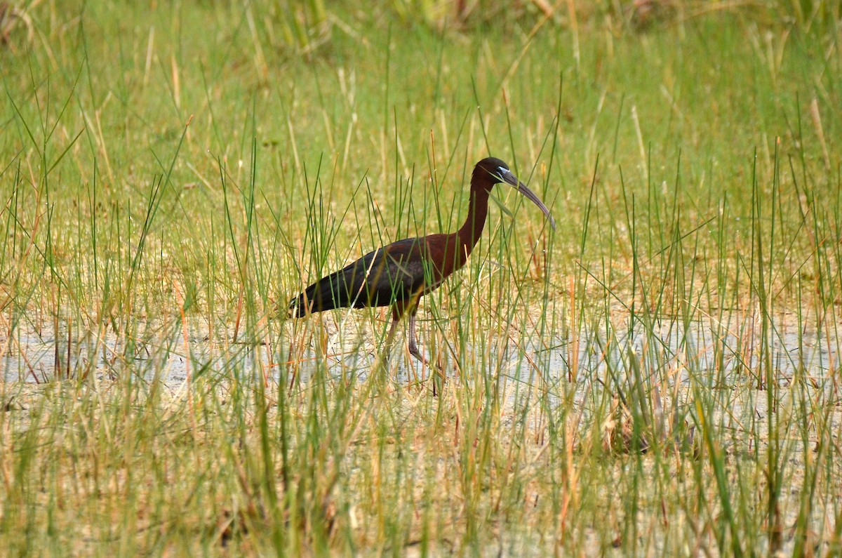 ibis hnědý - ML620061433