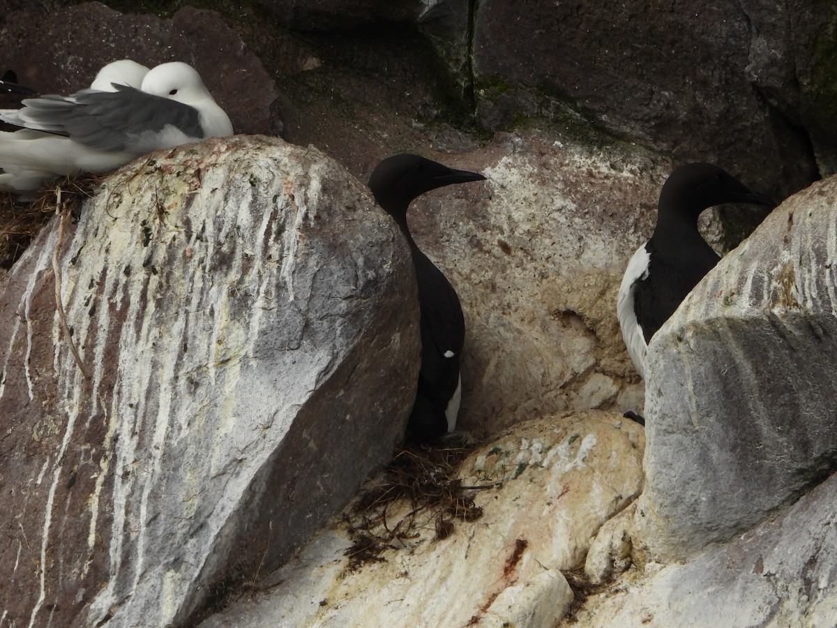 Thick-billed Murre - ML620061435