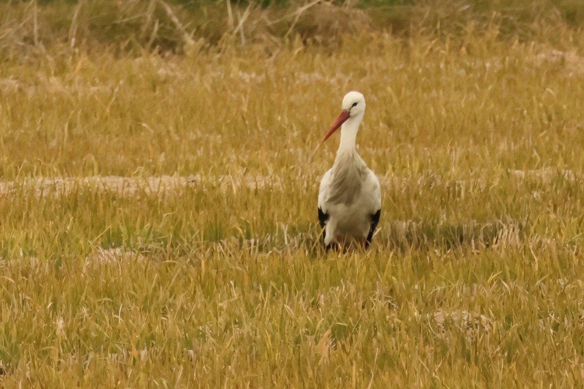 White Stork - ML620061439