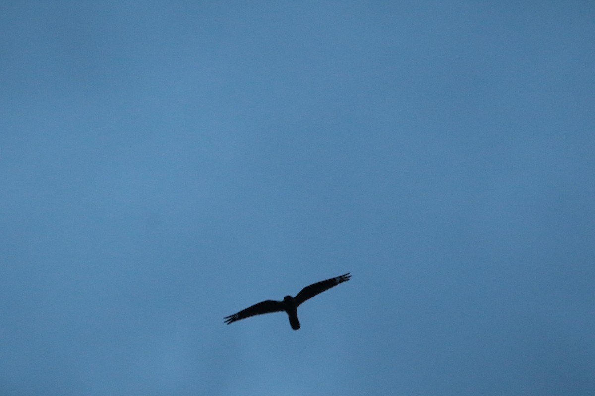 Eurasian Nightjar - ML620061442