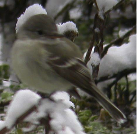 Gray Flycatcher - ML620061444