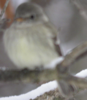 Gray Flycatcher - ML620061446