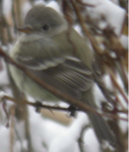 Gray Flycatcher - ML620061448