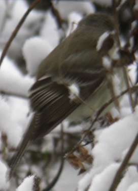 Gray Flycatcher - ML620061449