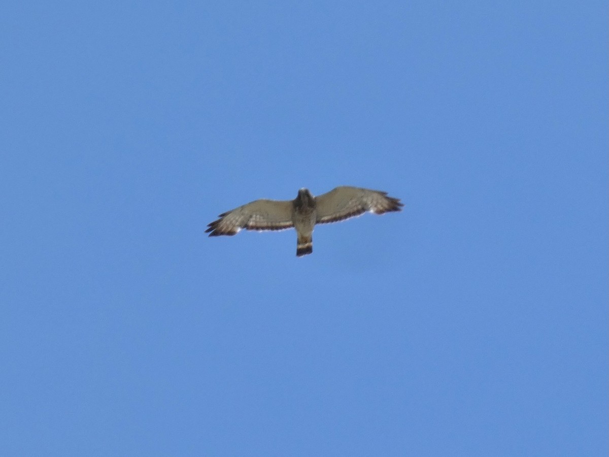 Broad-winged Hawk - ML620061458