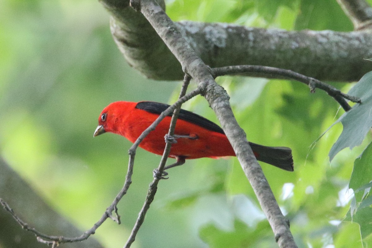 Scarlet Tanager - ML620061482