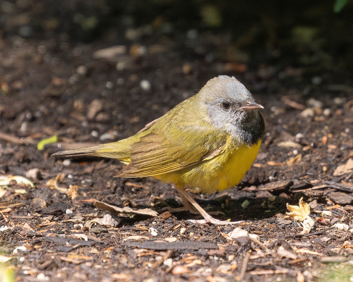 Graukopf-Waldsänger - ML620061495