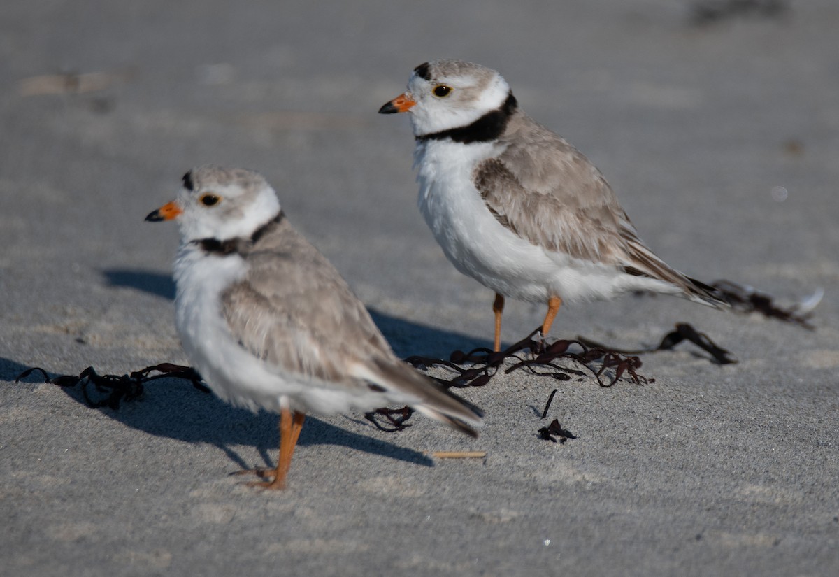 Piping Plover - ML620061501