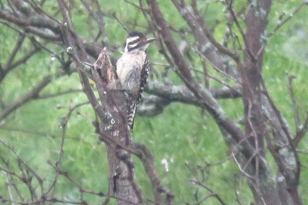 Ladder-backed Woodpecker - ML620061502