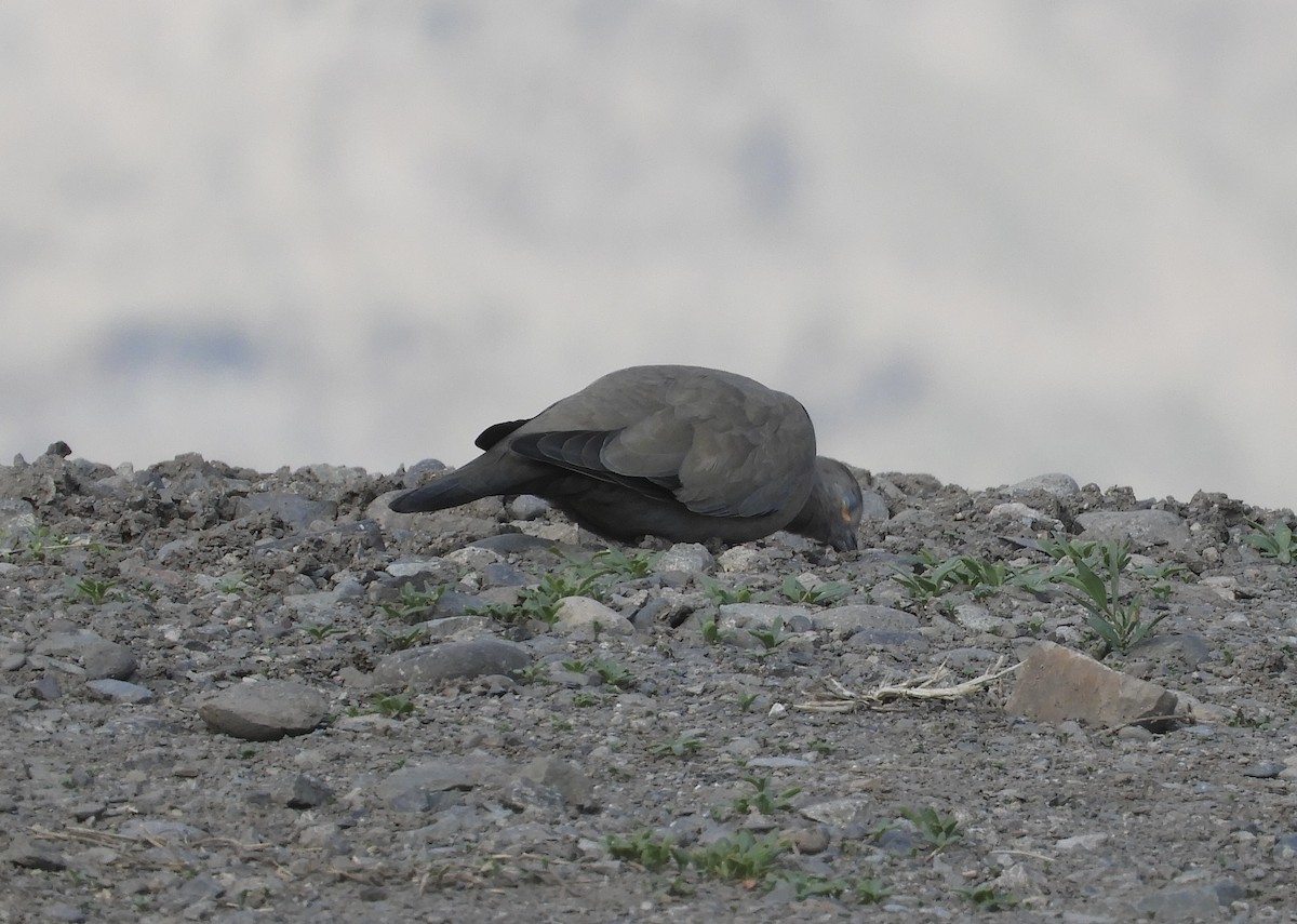 Black-winged Ground Dove - ML620061505