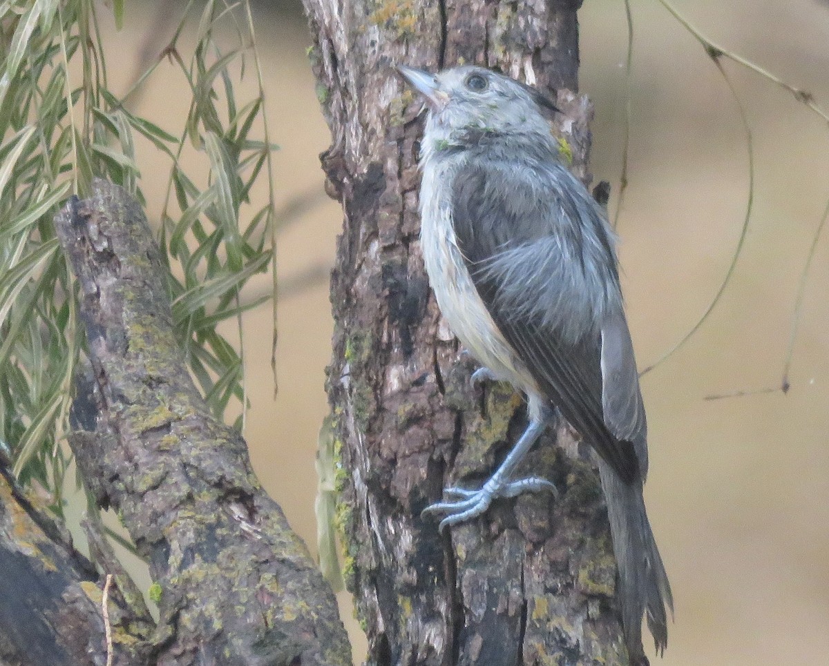 Black-crested Titmouse - ML620061506