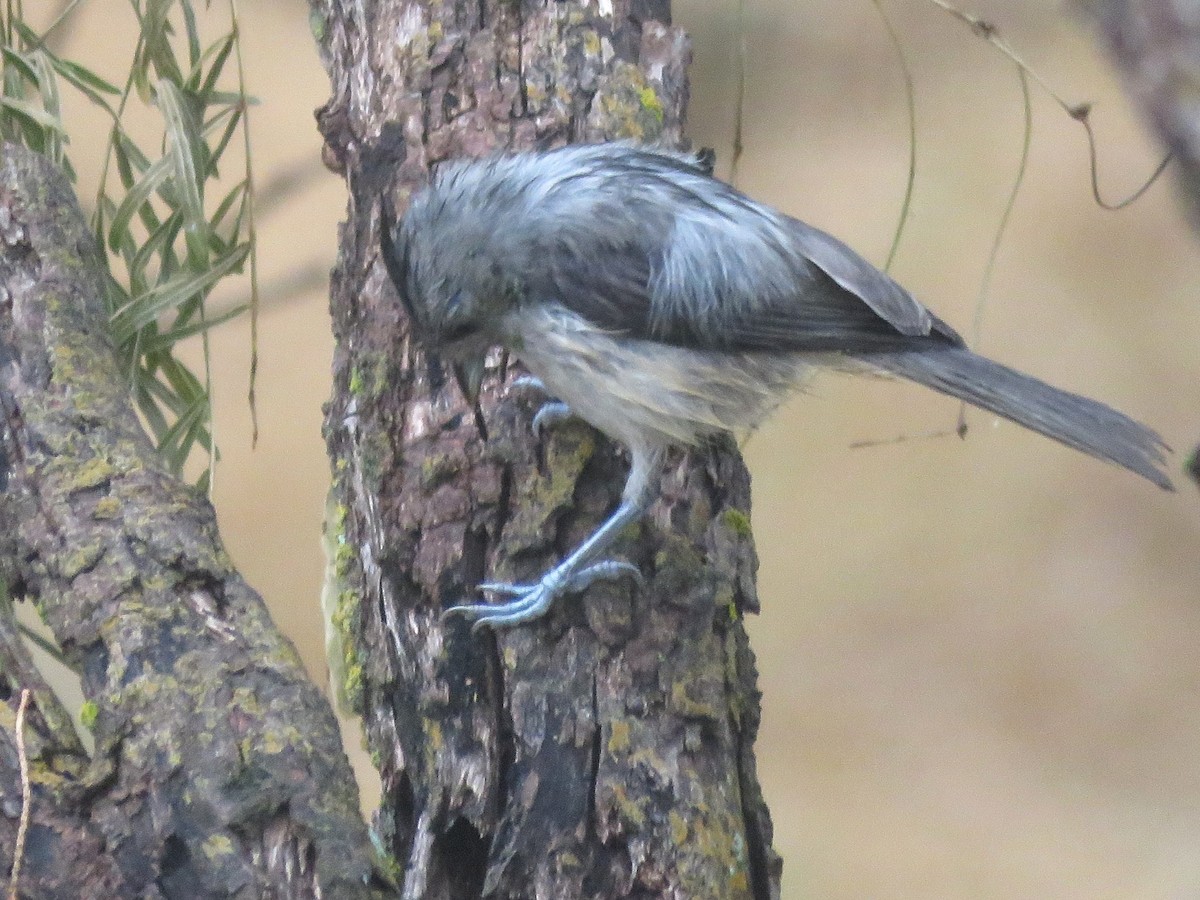 Black-crested Titmouse - ML620061507