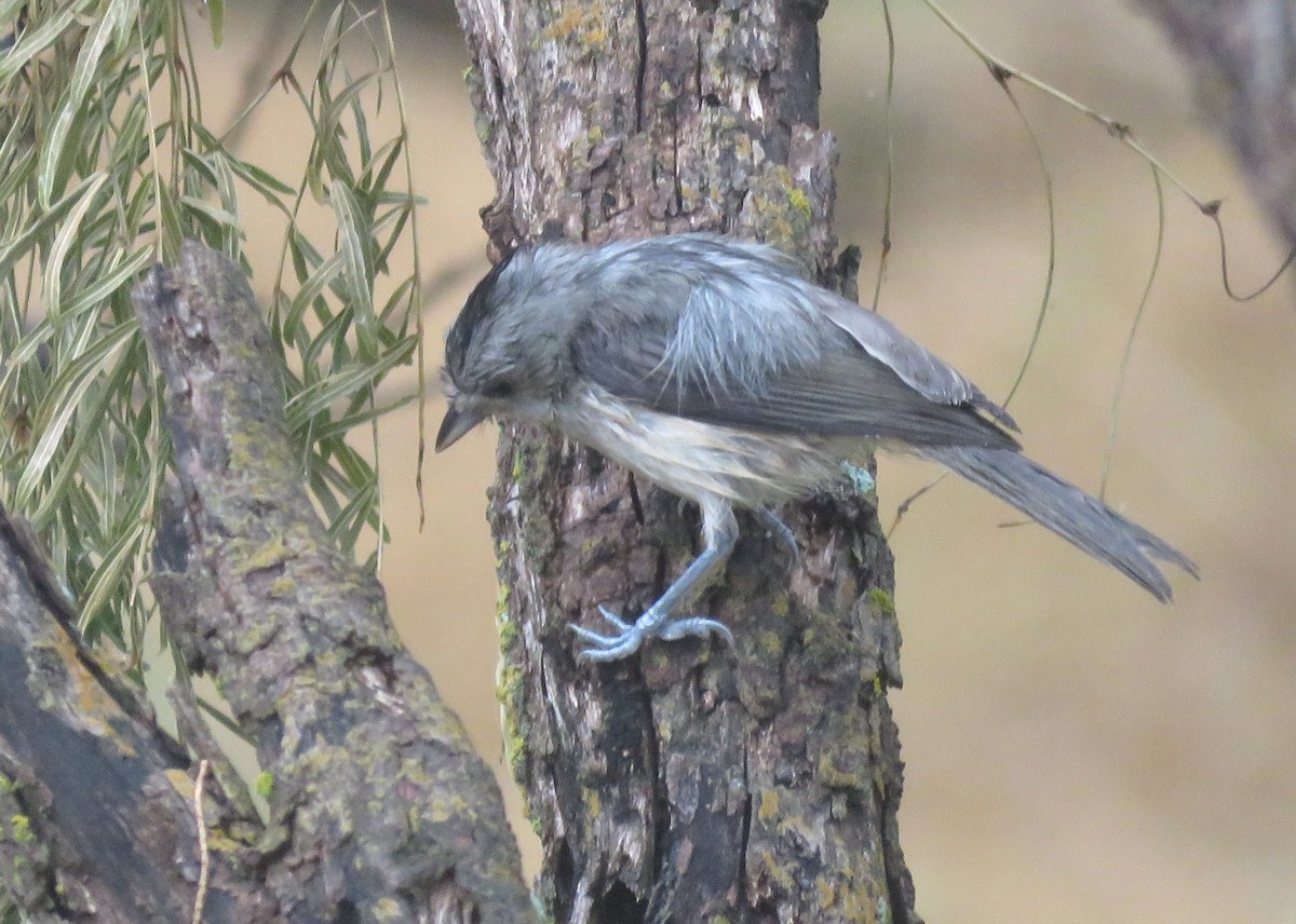 Black-crested Titmouse - ML620061508