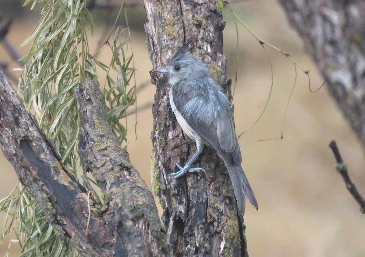 Black-crested Titmouse - ML620061509