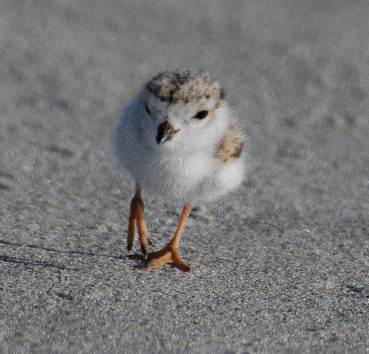 Piping Plover - ML620061515