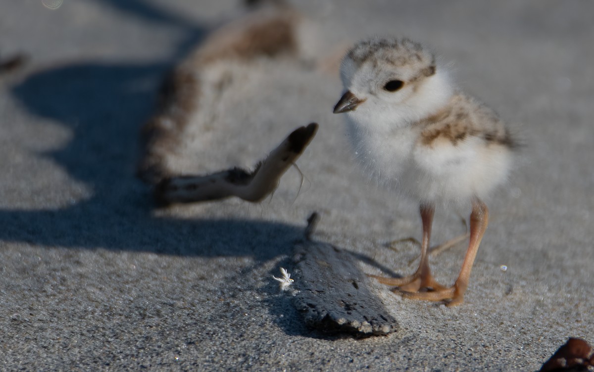 Piping Plover - ML620061517