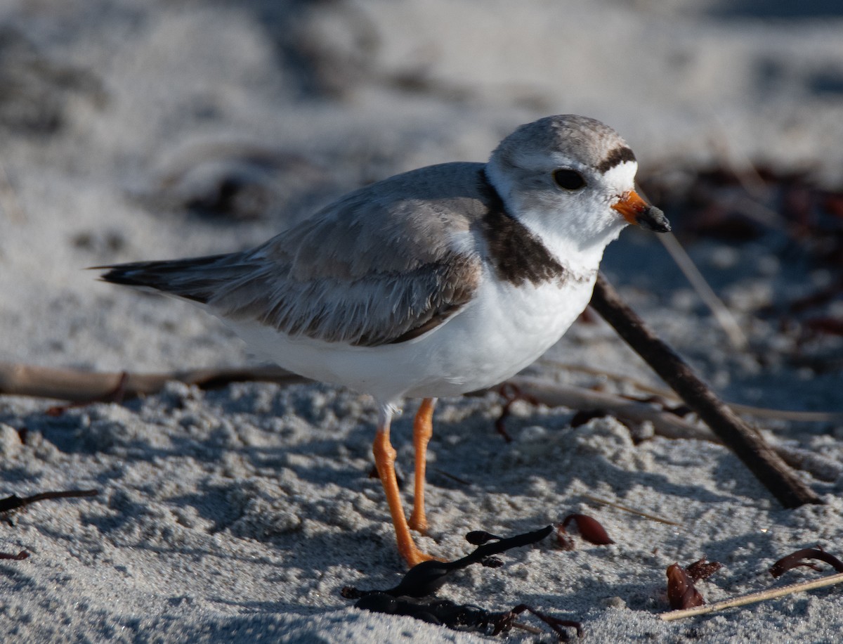 Piping Plover - ML620061519