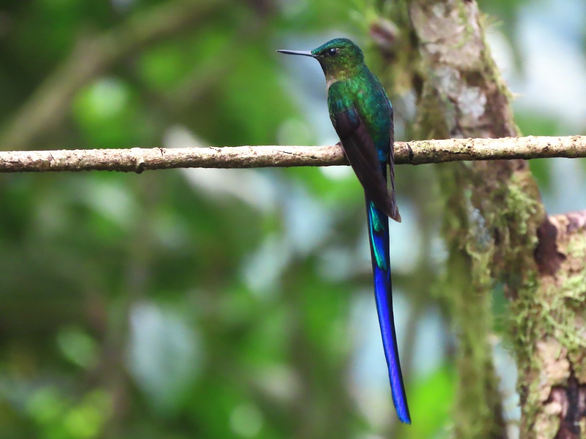 Violet-tailed Sylph - ML620061523