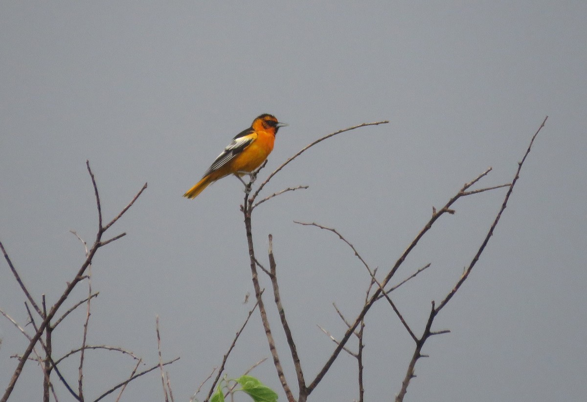 Bullock's Oriole - ML620061524