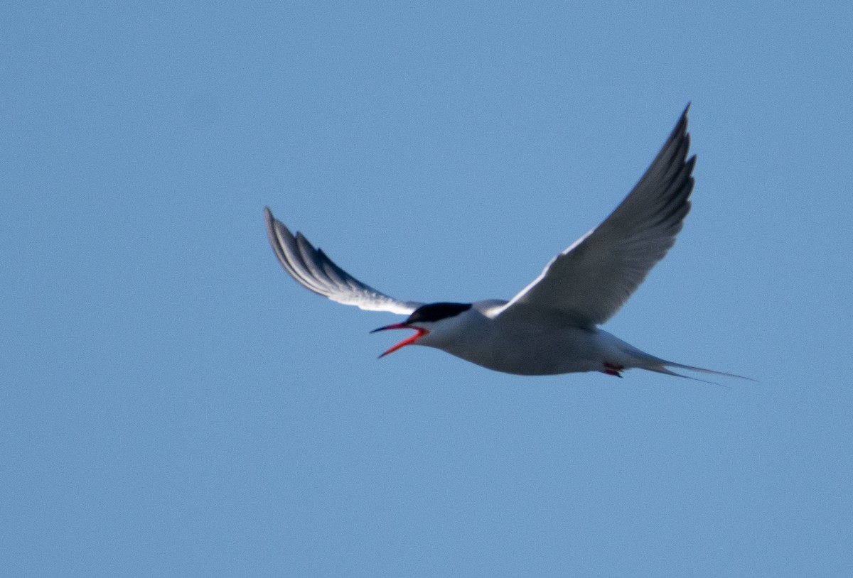 Common Tern - ML620061536