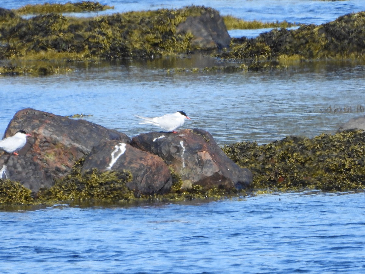 Arctic Tern - ML620061564