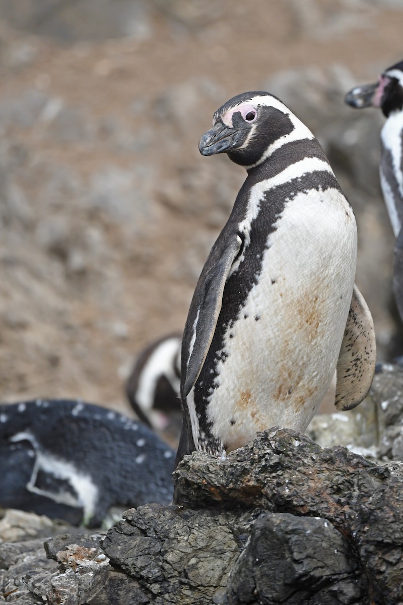 Magellanic Penguin - ML620061571