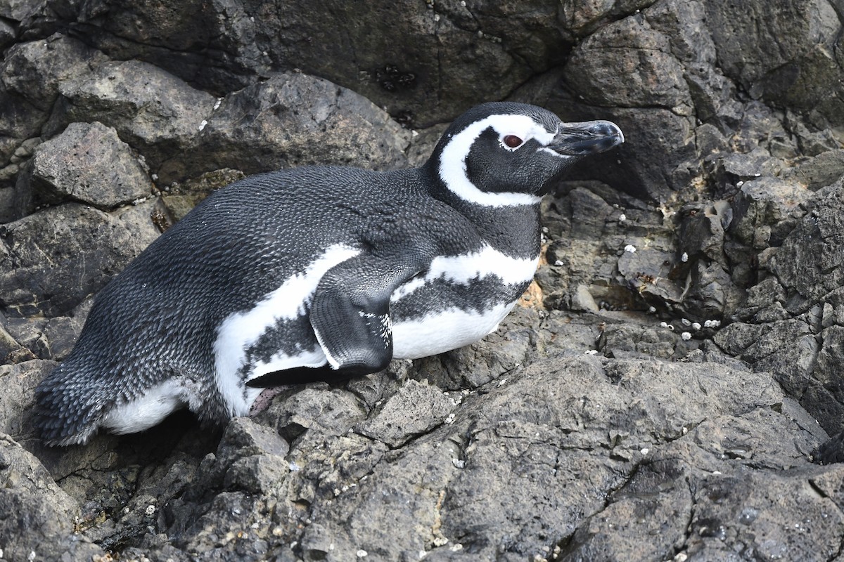 Magellanic Penguin - ML620061574