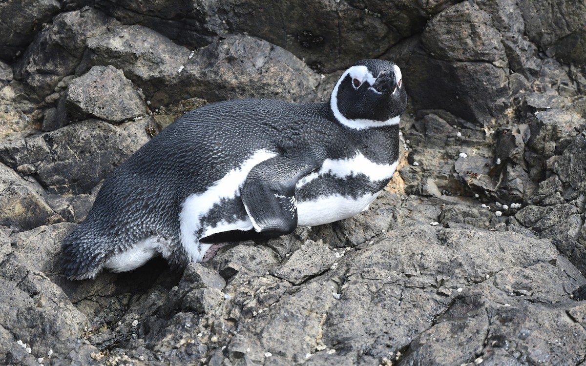 Pingüino Magallánico - ML620061576