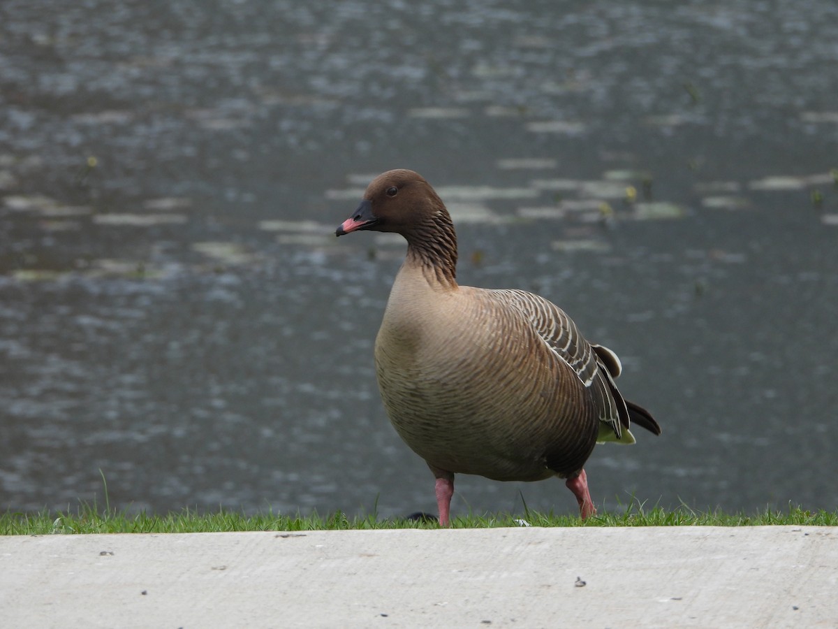 Pink-footed Goose - ML620061593