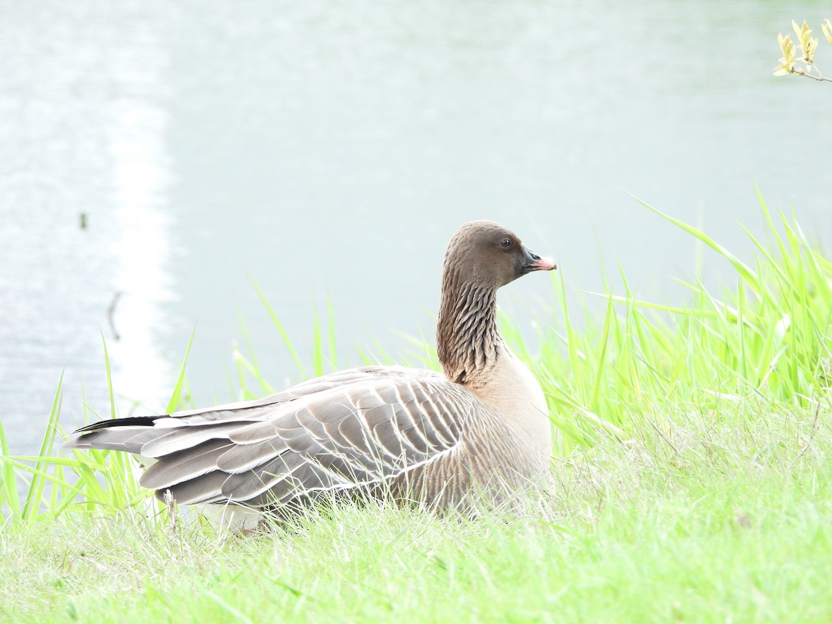 Pink-footed Goose - ML620061594