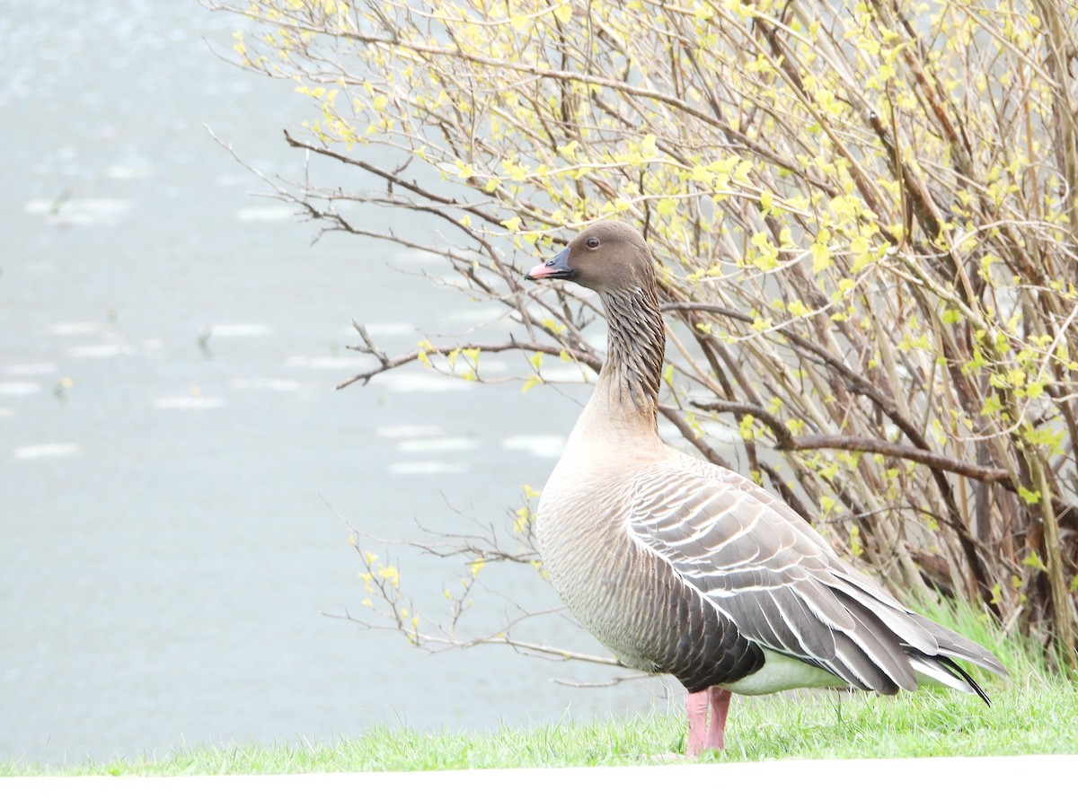 Pink-footed Goose - ML620061595